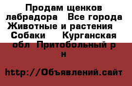 Продам щенков лабрадора - Все города Животные и растения » Собаки   . Курганская обл.,Притобольный р-н